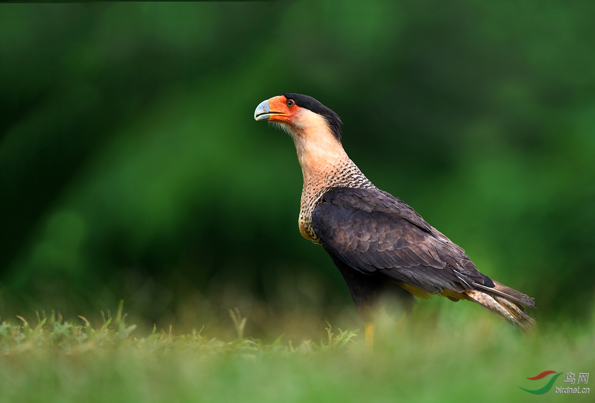 巨隼祝贺荣获首页精华