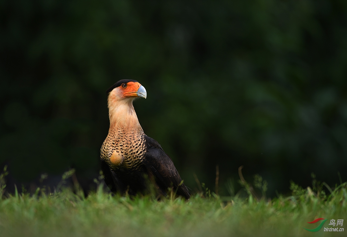 巨隼祝贺荣获首页精华