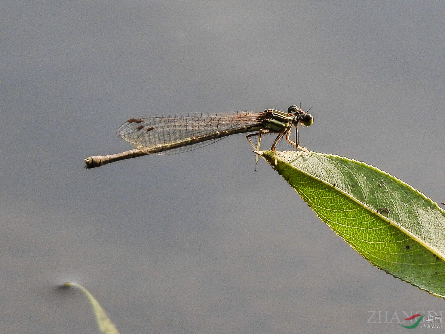 DSCN1087.jpg