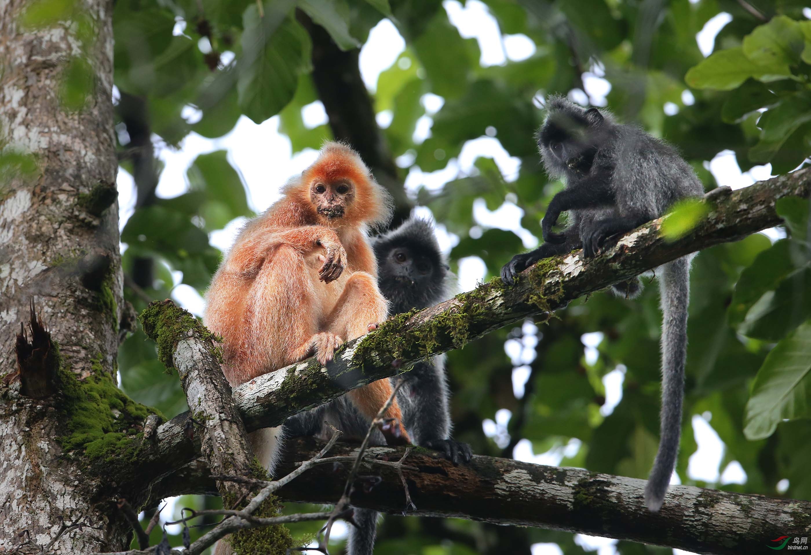 马来西亚银叶猴