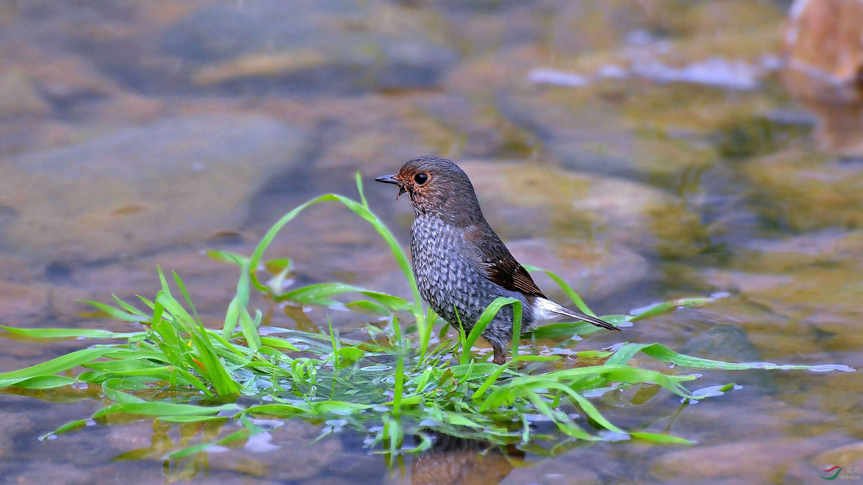 红尾水鸲 (雌鸟)