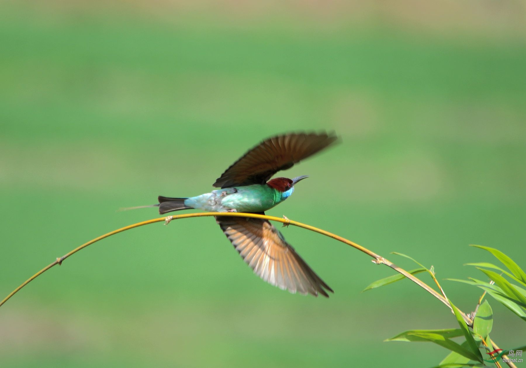 "我欲乘风飞翔"