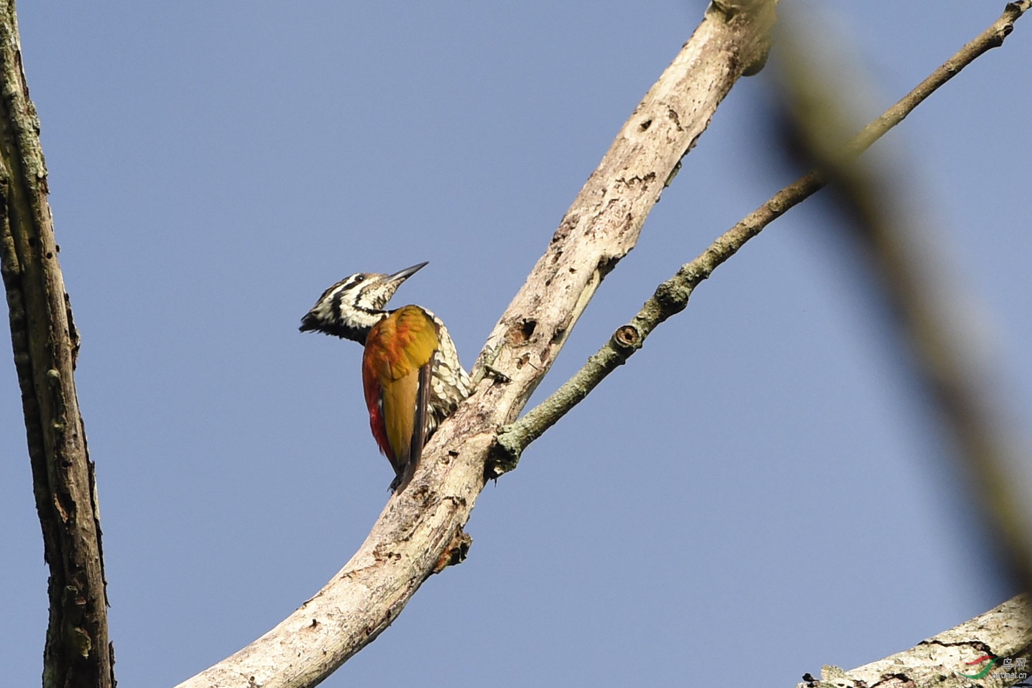 喜山金背三趾啄木鸟