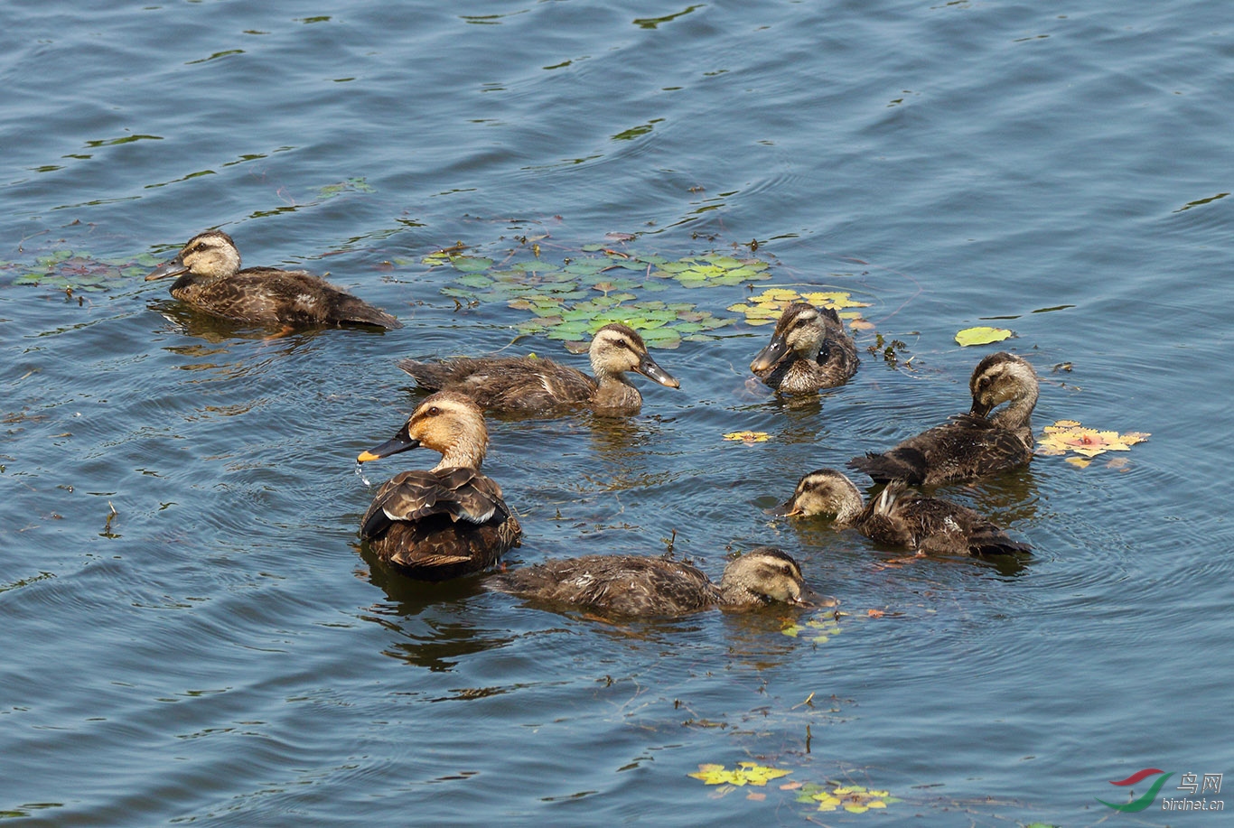 群鸭戏水