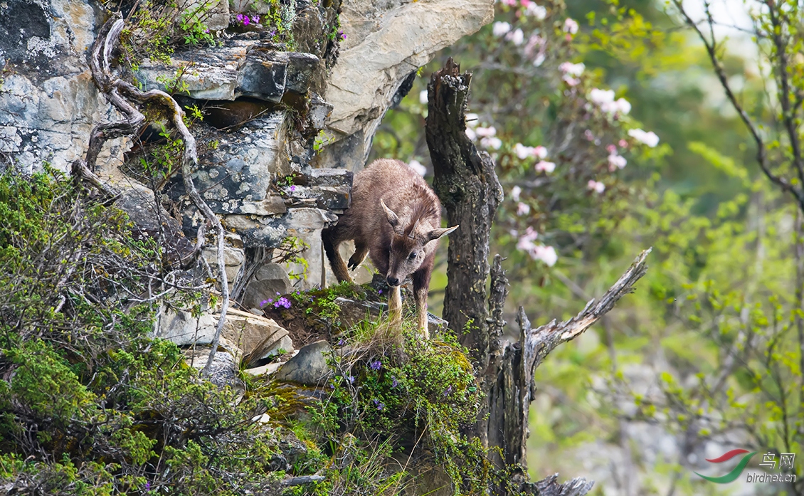 悬崖上的斑羚羊