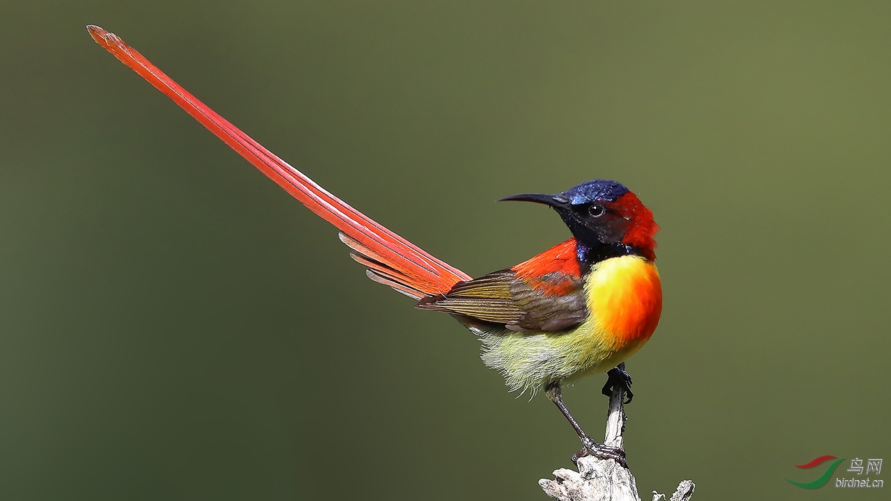 (火尾太阳鸟)火尾太阳鸟(贺图二荣获首页精华!