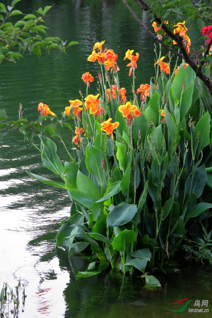 叶碧花艳美人蕉