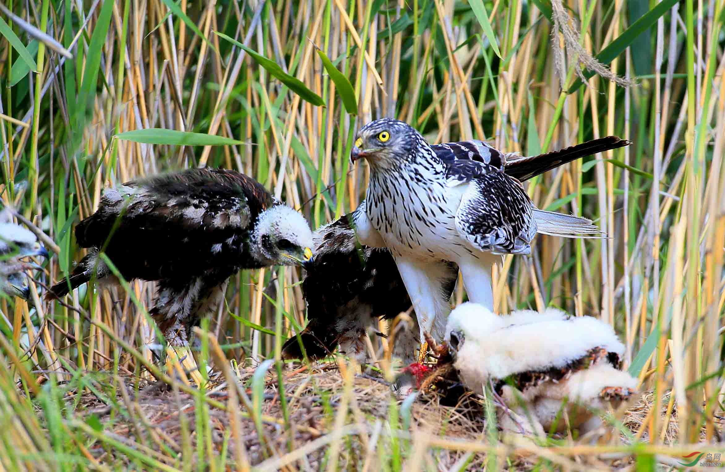 白腹鹞喂雏鹰