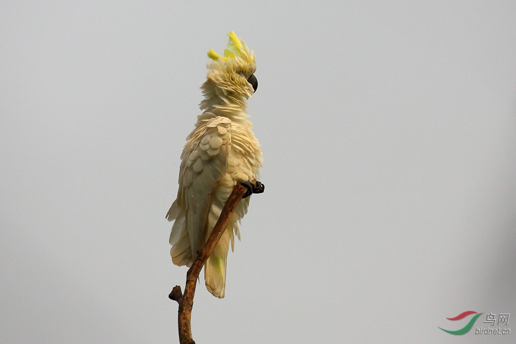 小葵花凤头鹦鹉