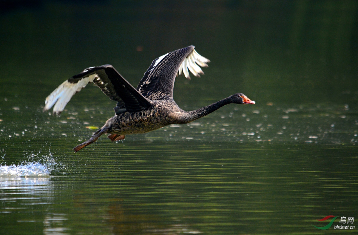 DSC_5118 ����.jpg