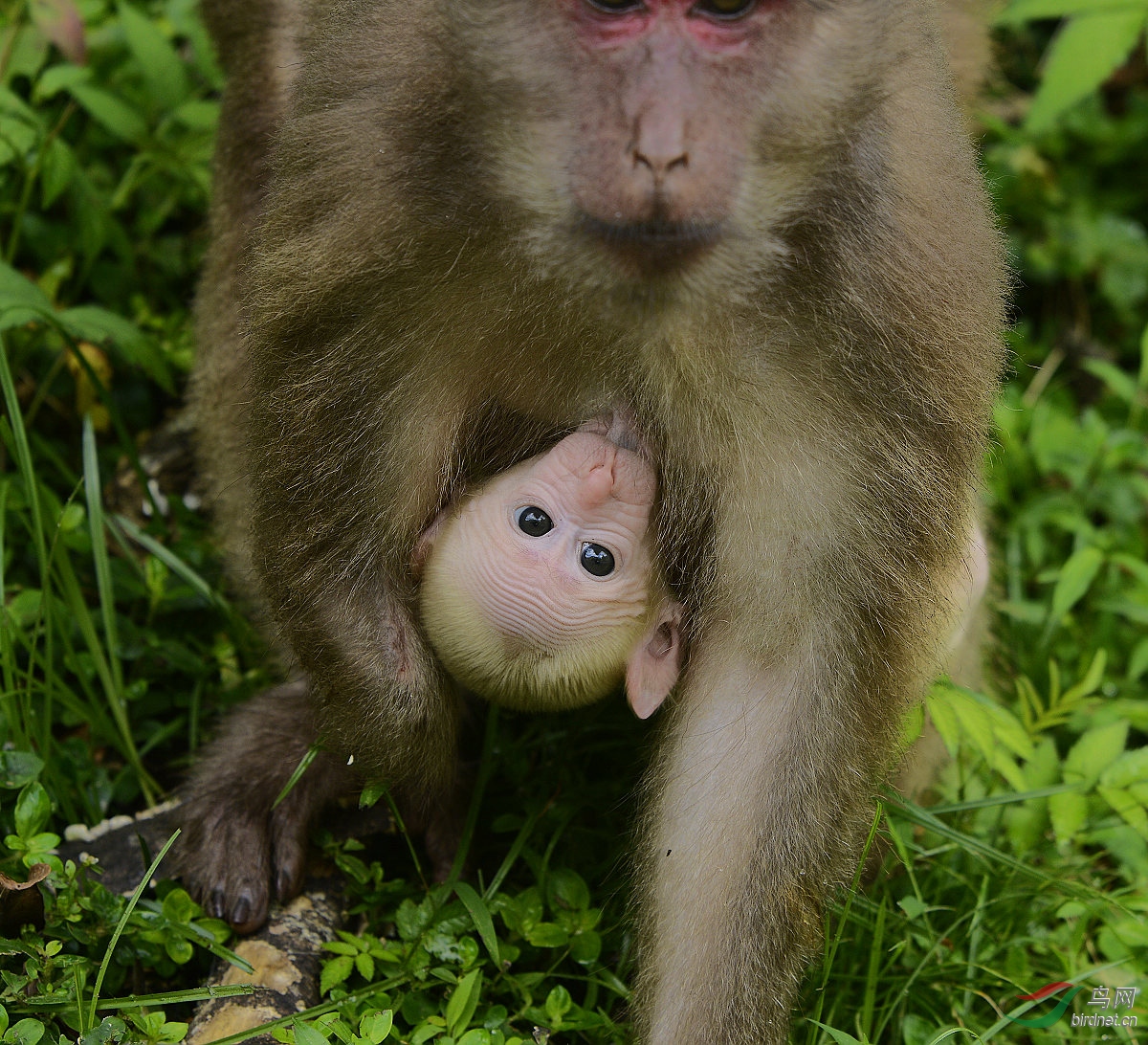 一只小猴在吃奶