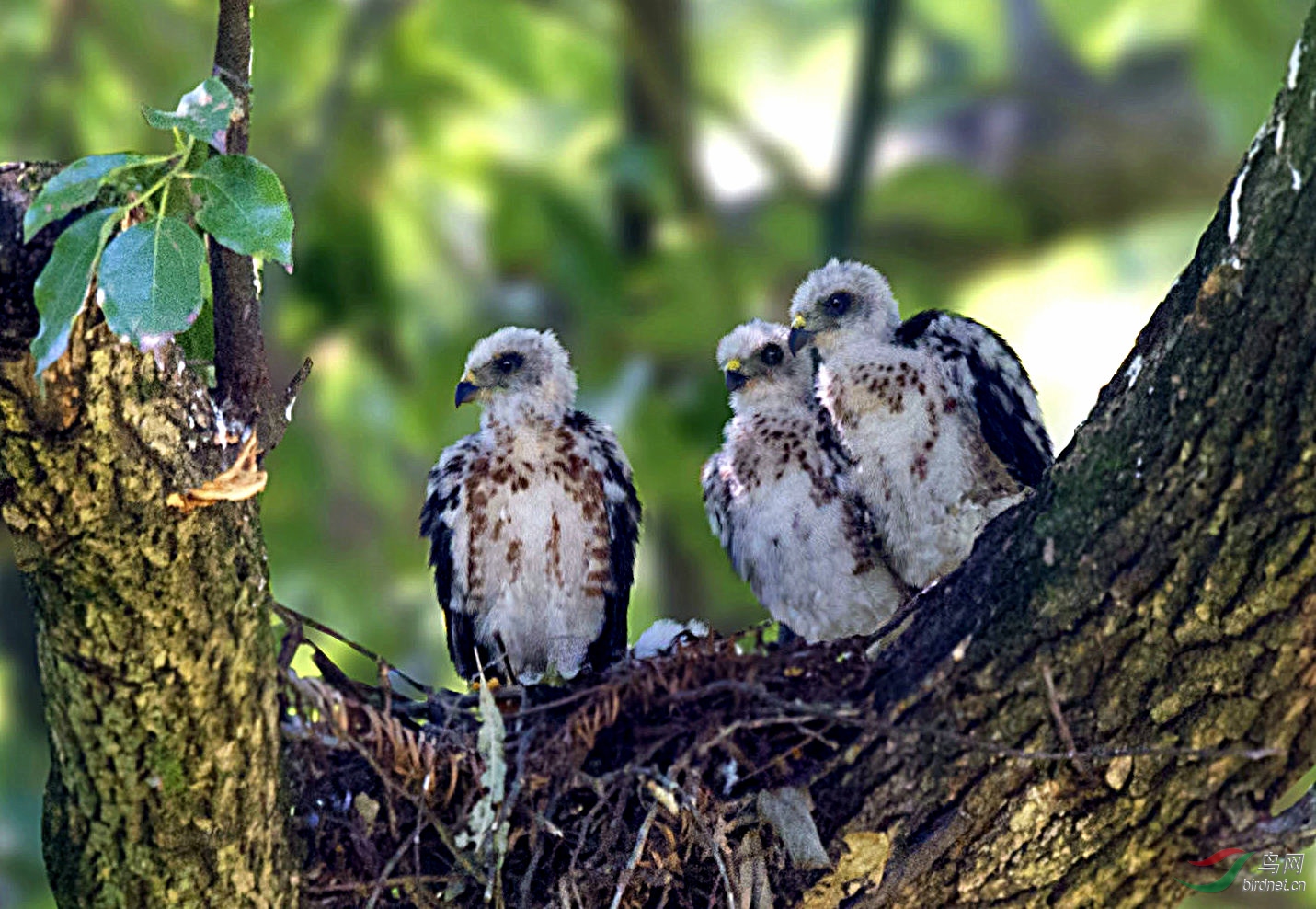 赤腹鹰幼鸟