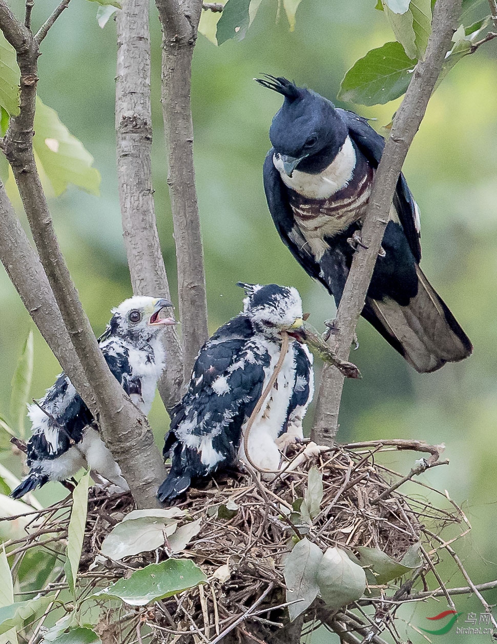 黑冠鹃隼喂雏鸟