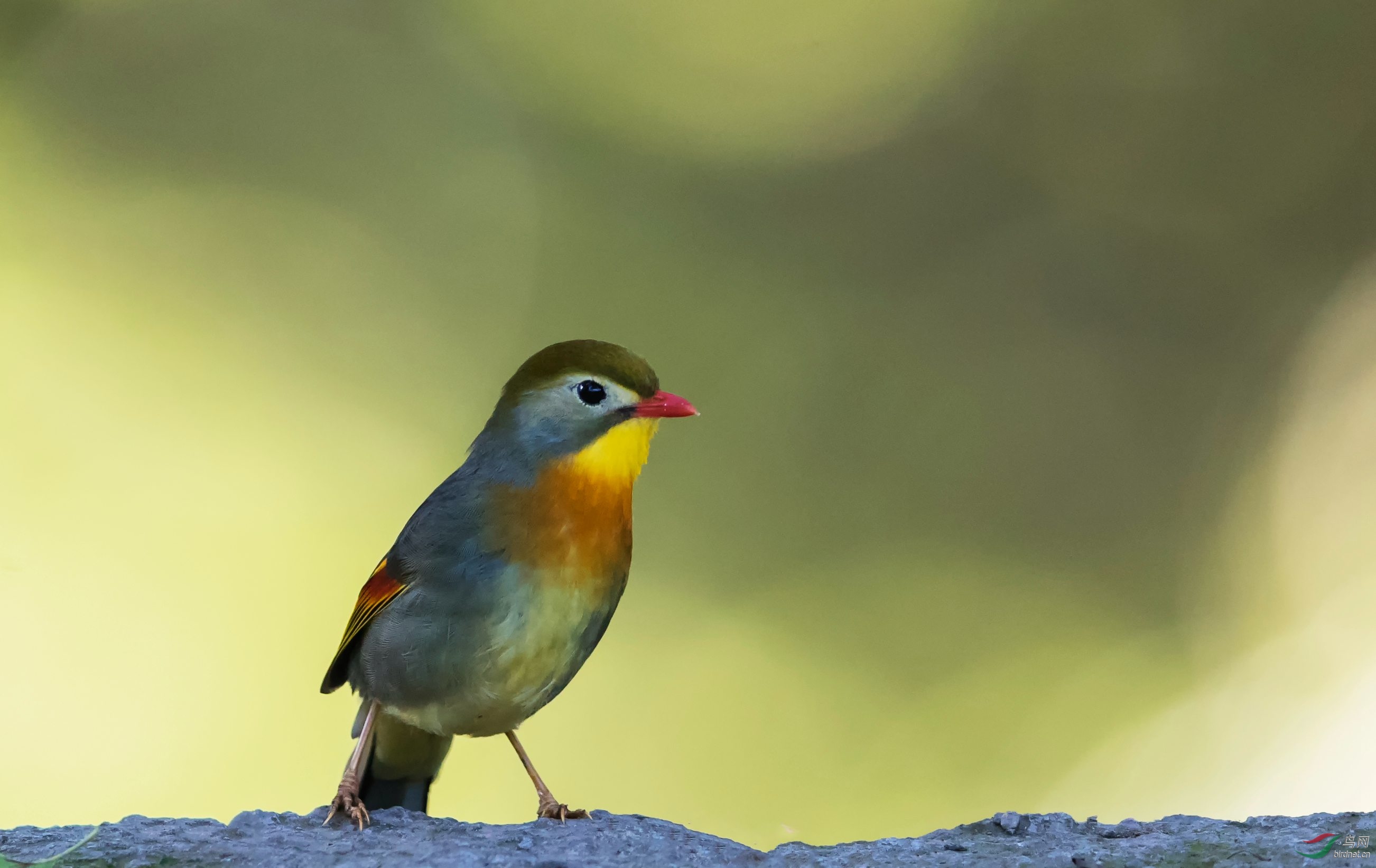 重庆市金佛山观鸟记10红嘴相思鸟