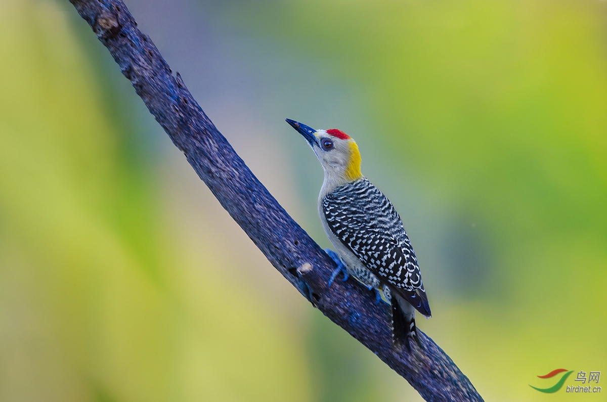 红冠啄木鸟!------贺荣获每日精华! - 林鸟版 鸟网