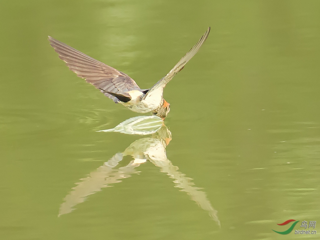 燕子抄水姿势图片