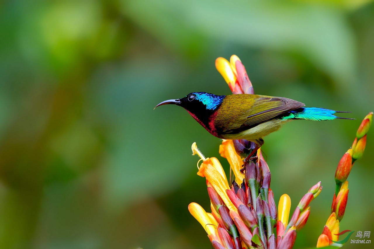 叉尾太阳鸟金脉爵床花