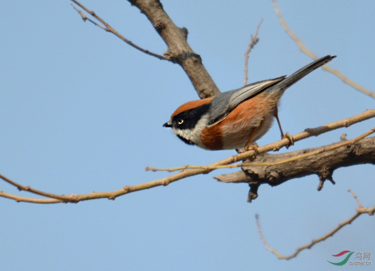 DSC_0094 ����.jpg