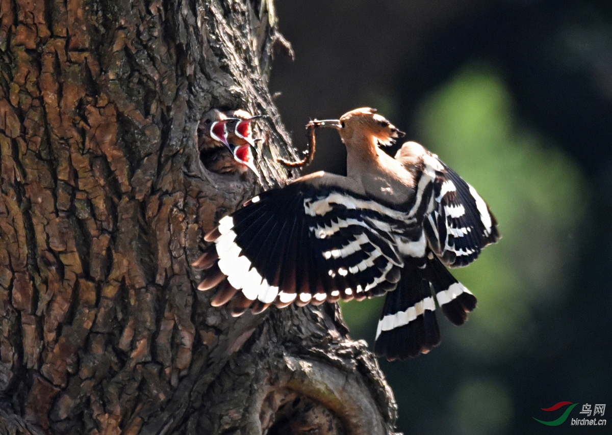 DSC_2340 ����2.jpg