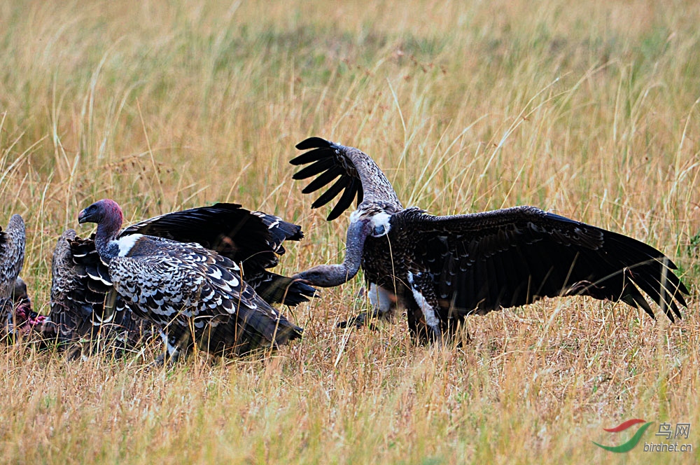 争夺食物打斗的秃鹫