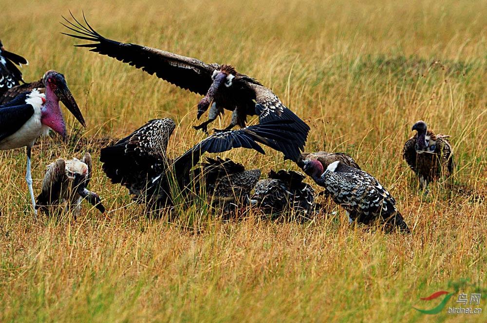争夺食物打斗的秃鹫