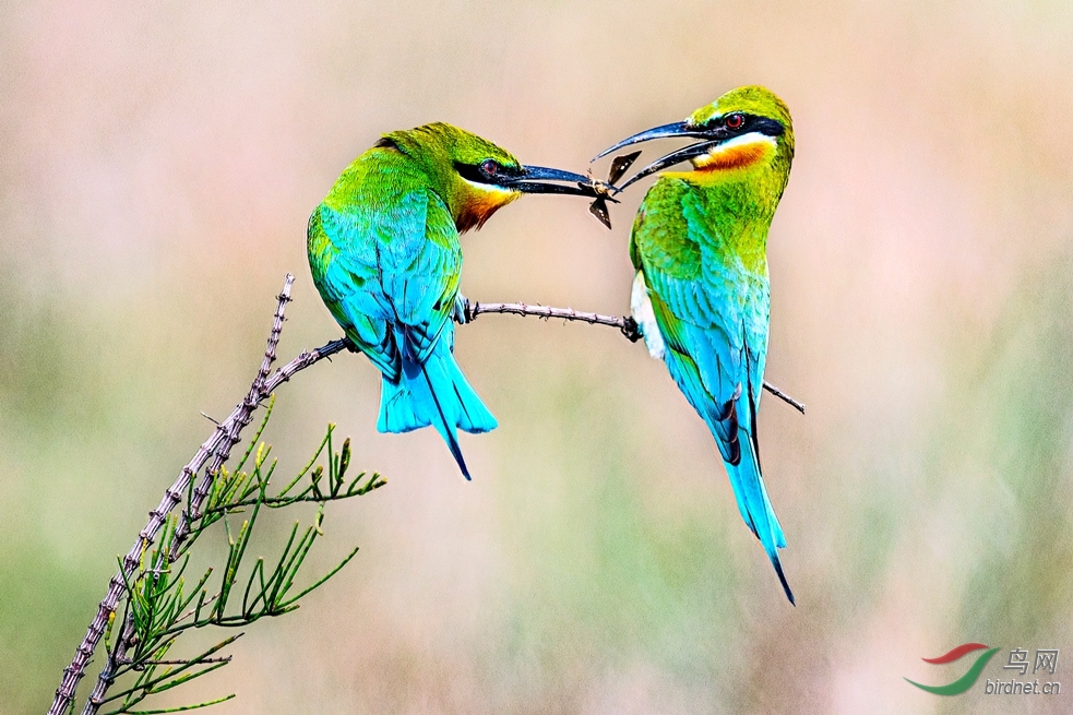 ĸ����ιʳ��������������