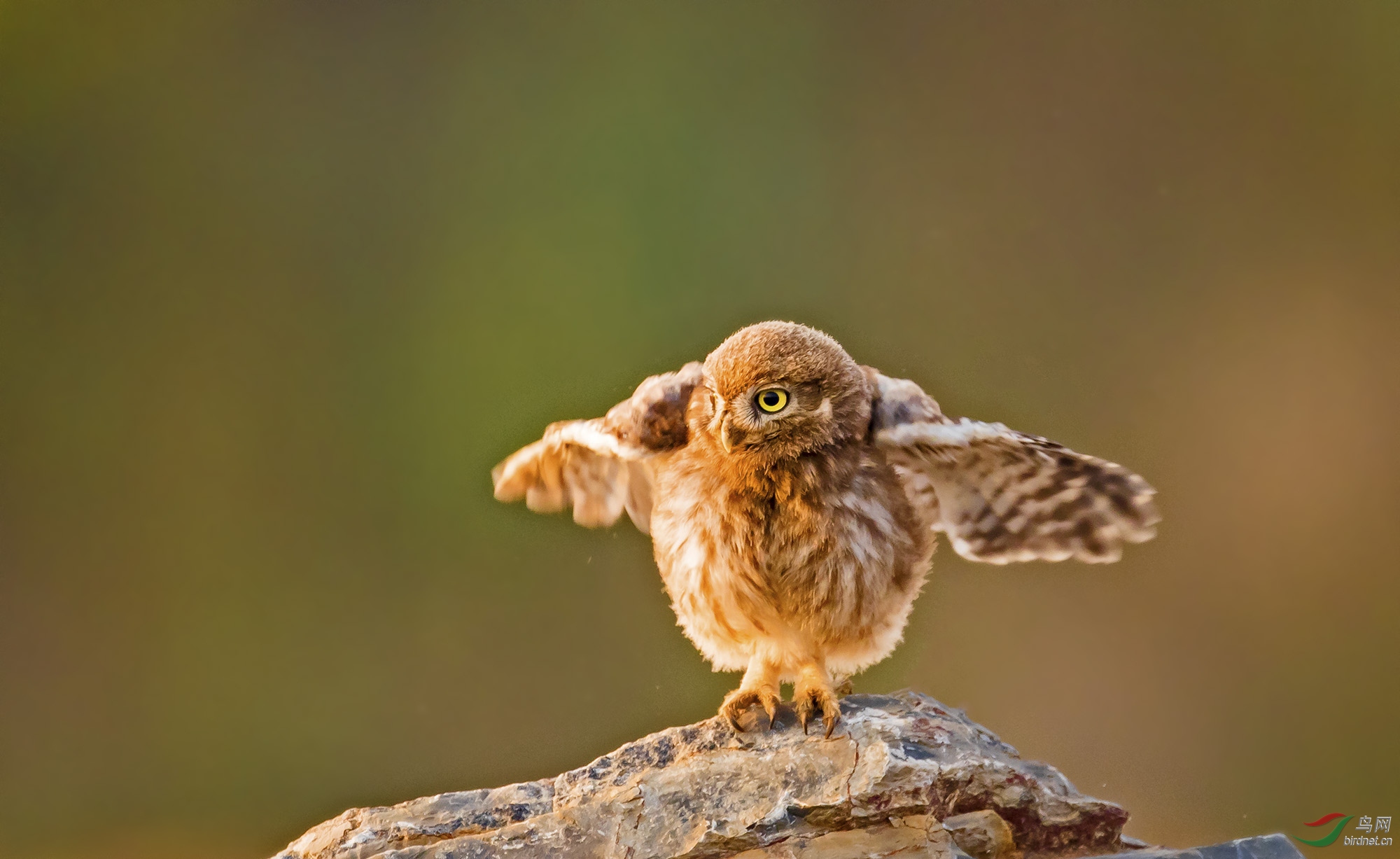萌萌哒纵纹腹小鸮