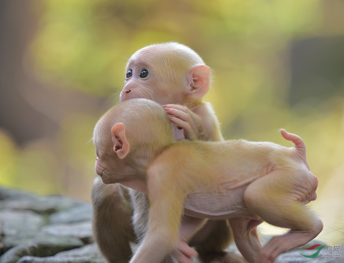 两只短尾小猴