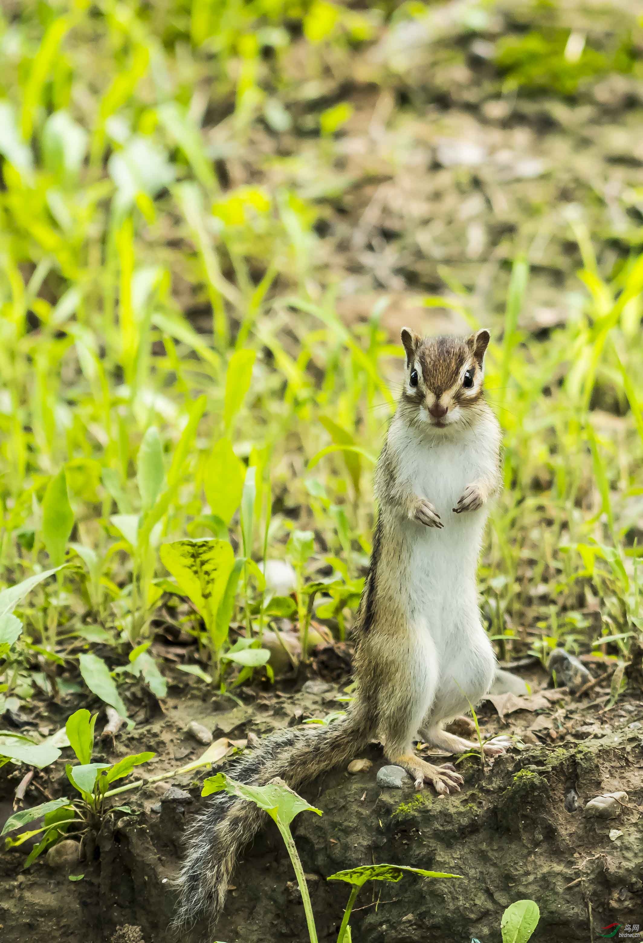 偶遇小精灵花狸鼠