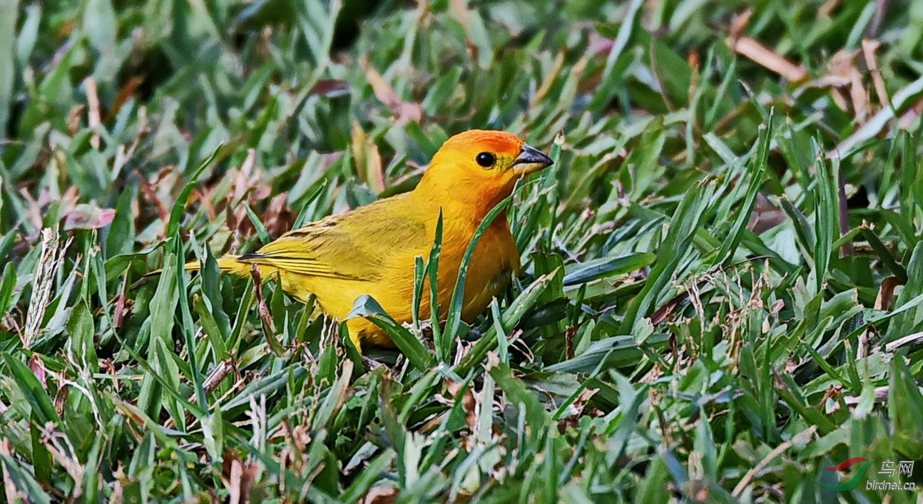 橙黄雀鹀