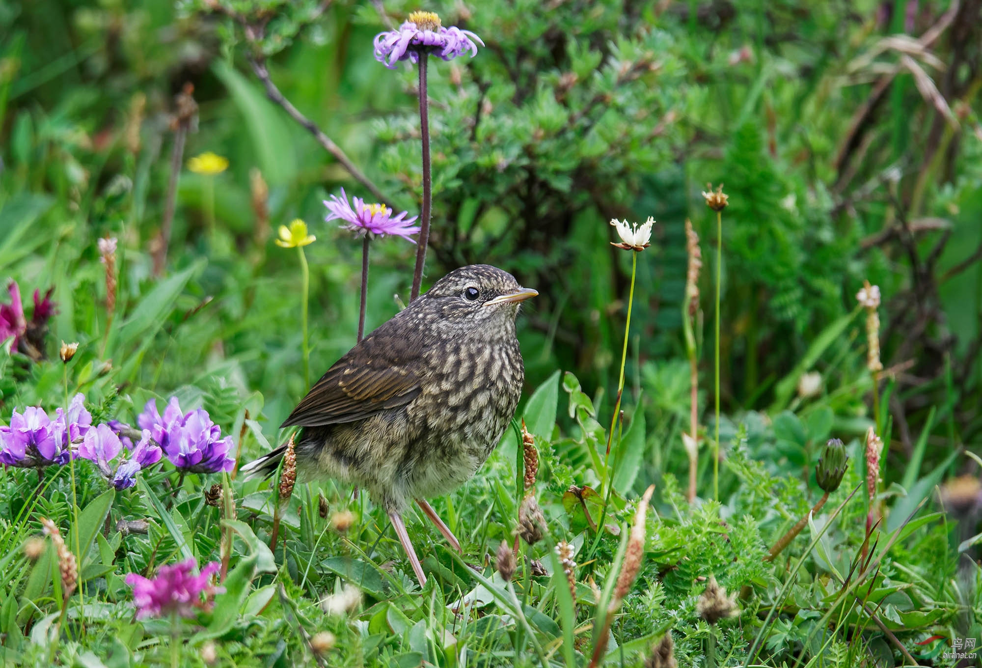 [林鸟] 小小少年郎----白须野鸲