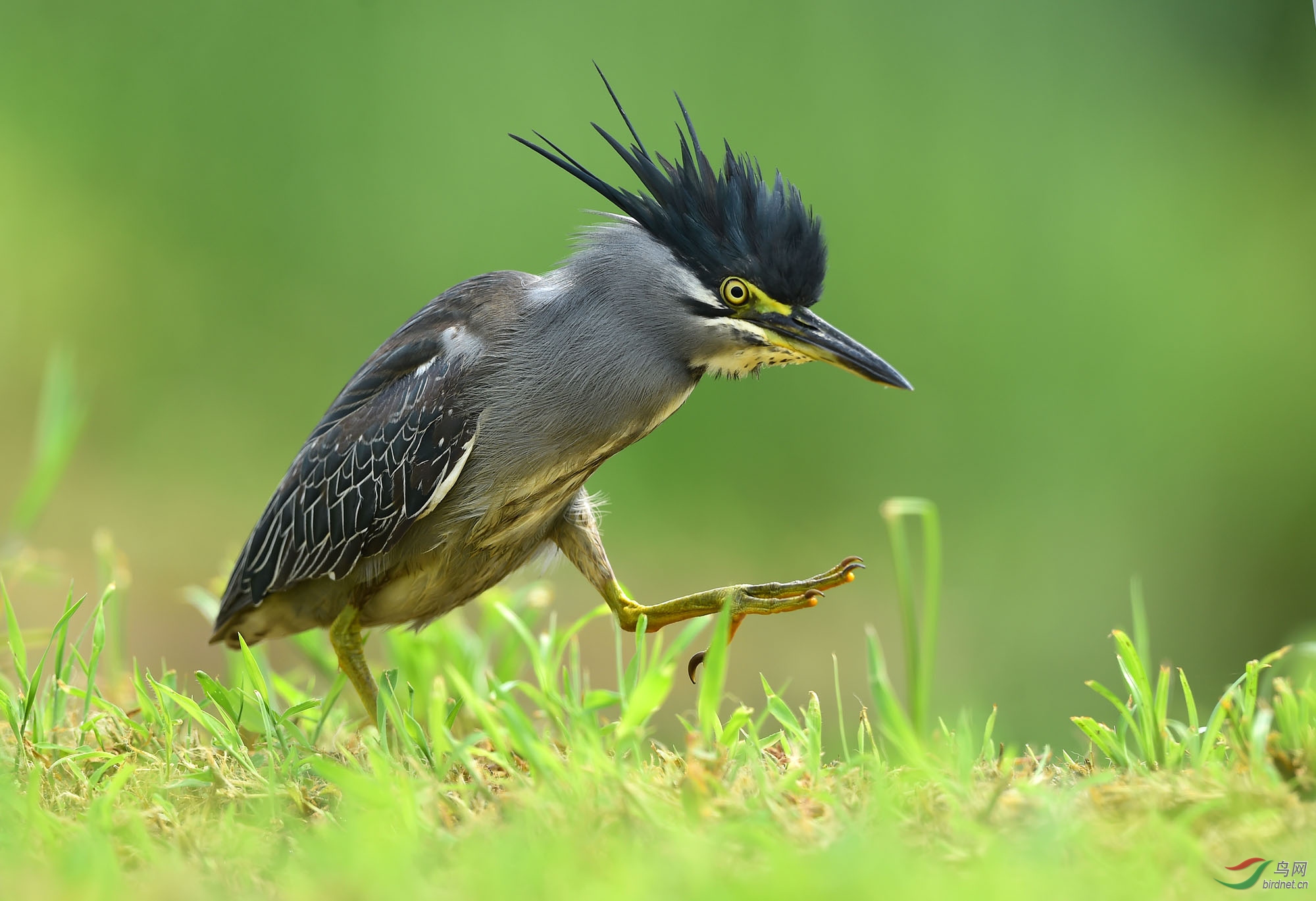 (绿鹭)雄赳赳的绿鹭