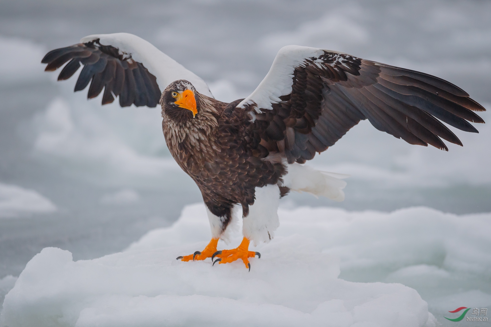虎头海雕浮冰展翅图