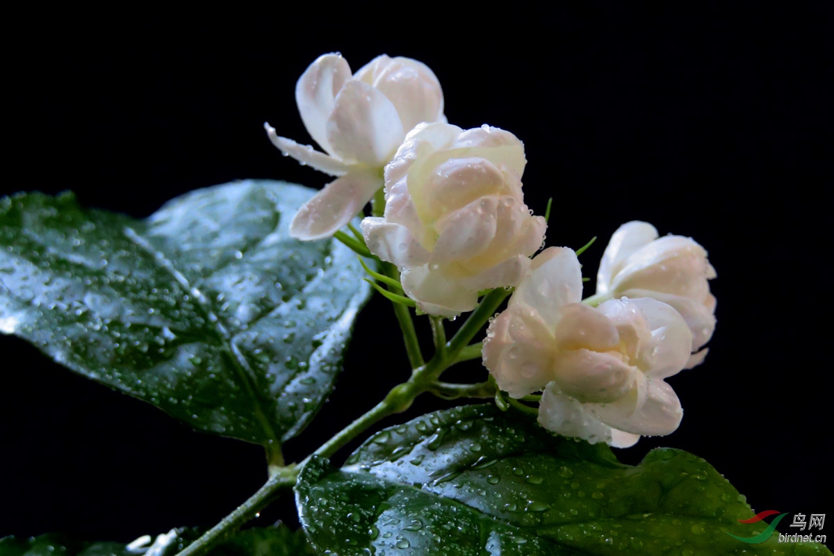 苿莉花开玉发香