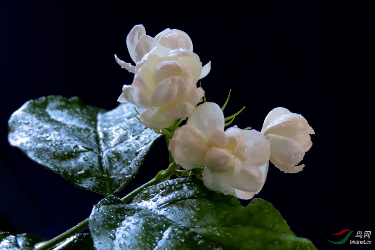 苿莉花开玉发香