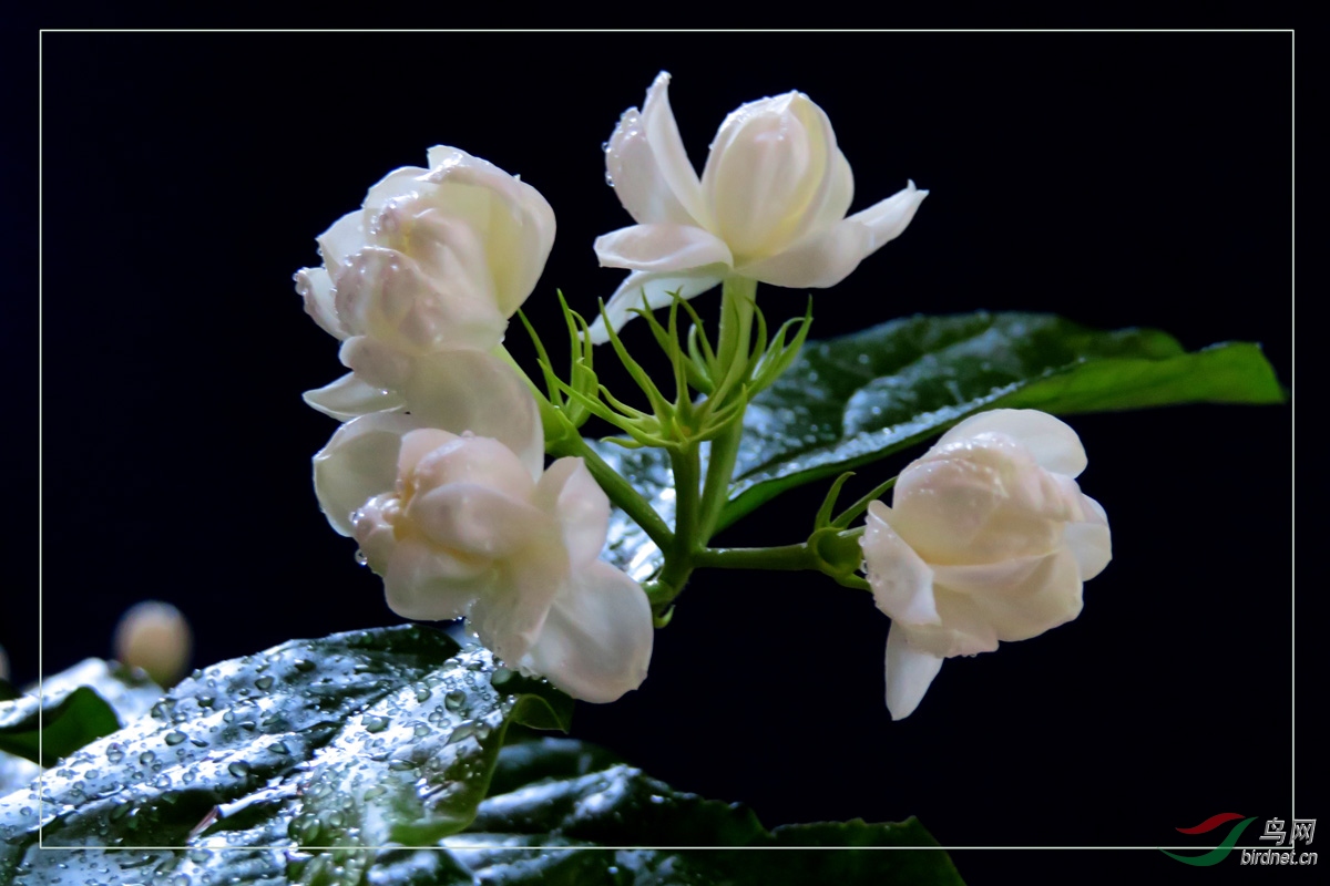 苿莉花开玉发香