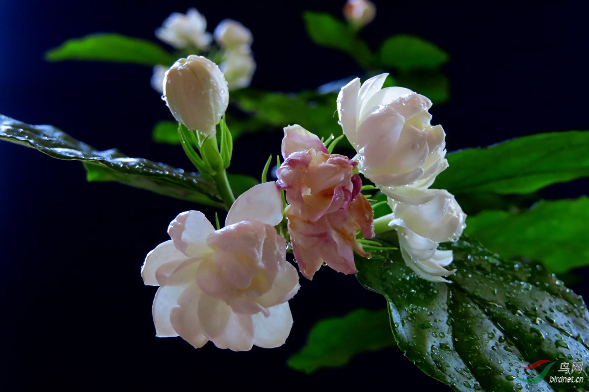 苿莉花开玉发香