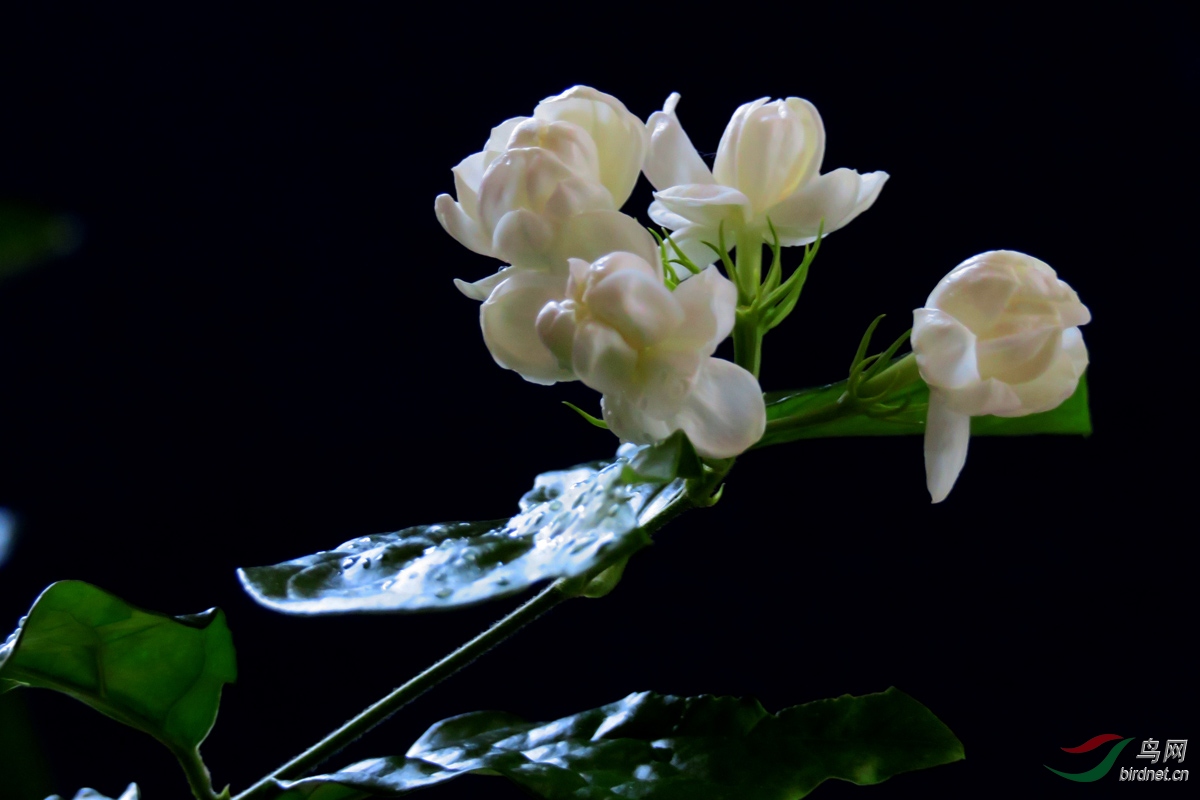 苿莉花开玉发香