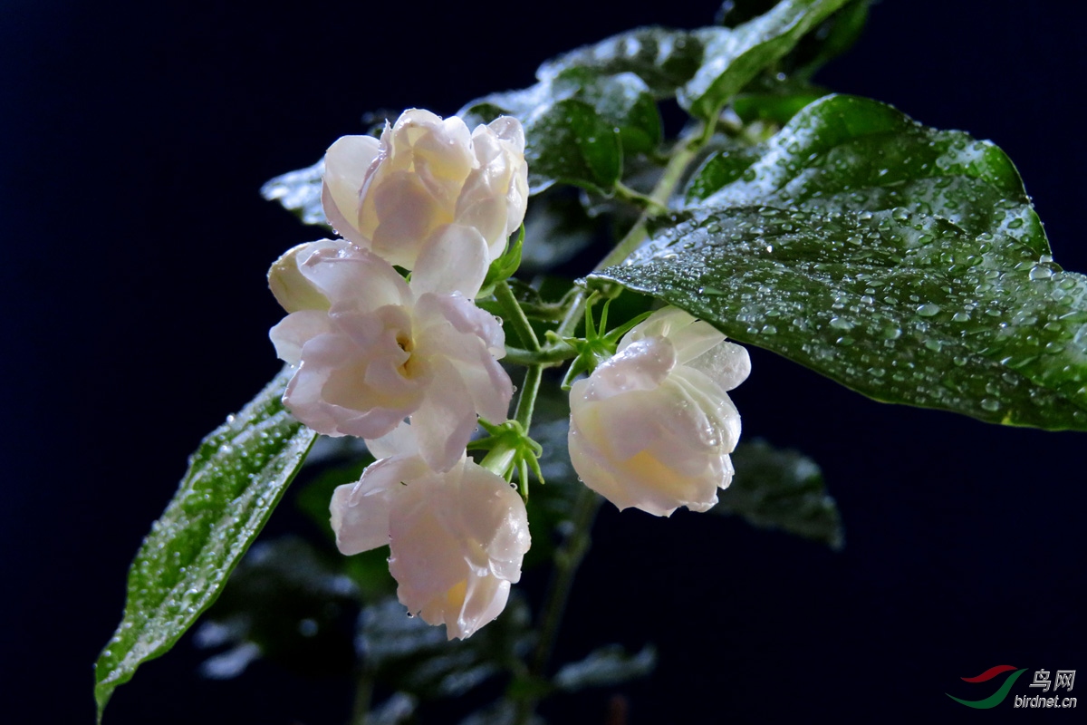 苿莉花开玉发香