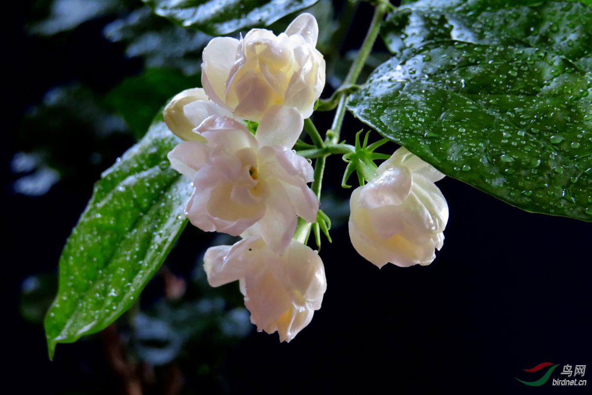 苿莉花开玉发香