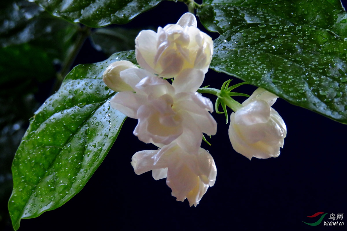 苿莉花开玉发香