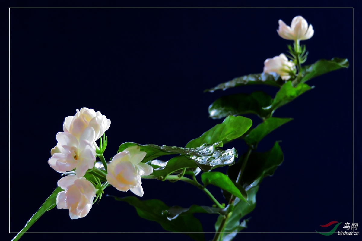 苿莉花开玉发香