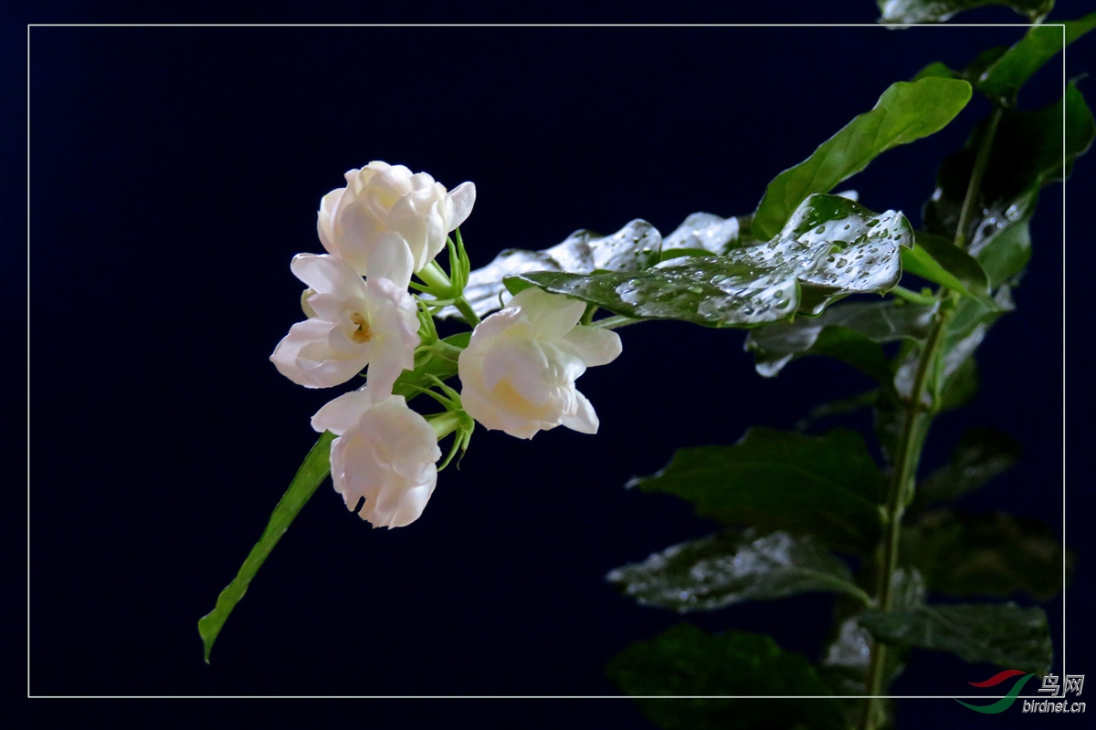 苿莉花开玉发香