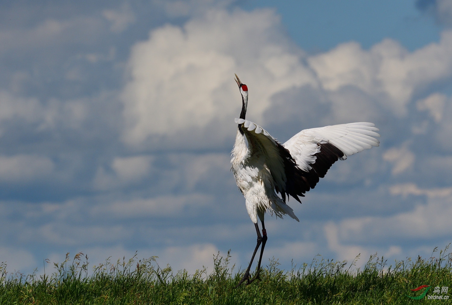 天高云淡丹顶鹤