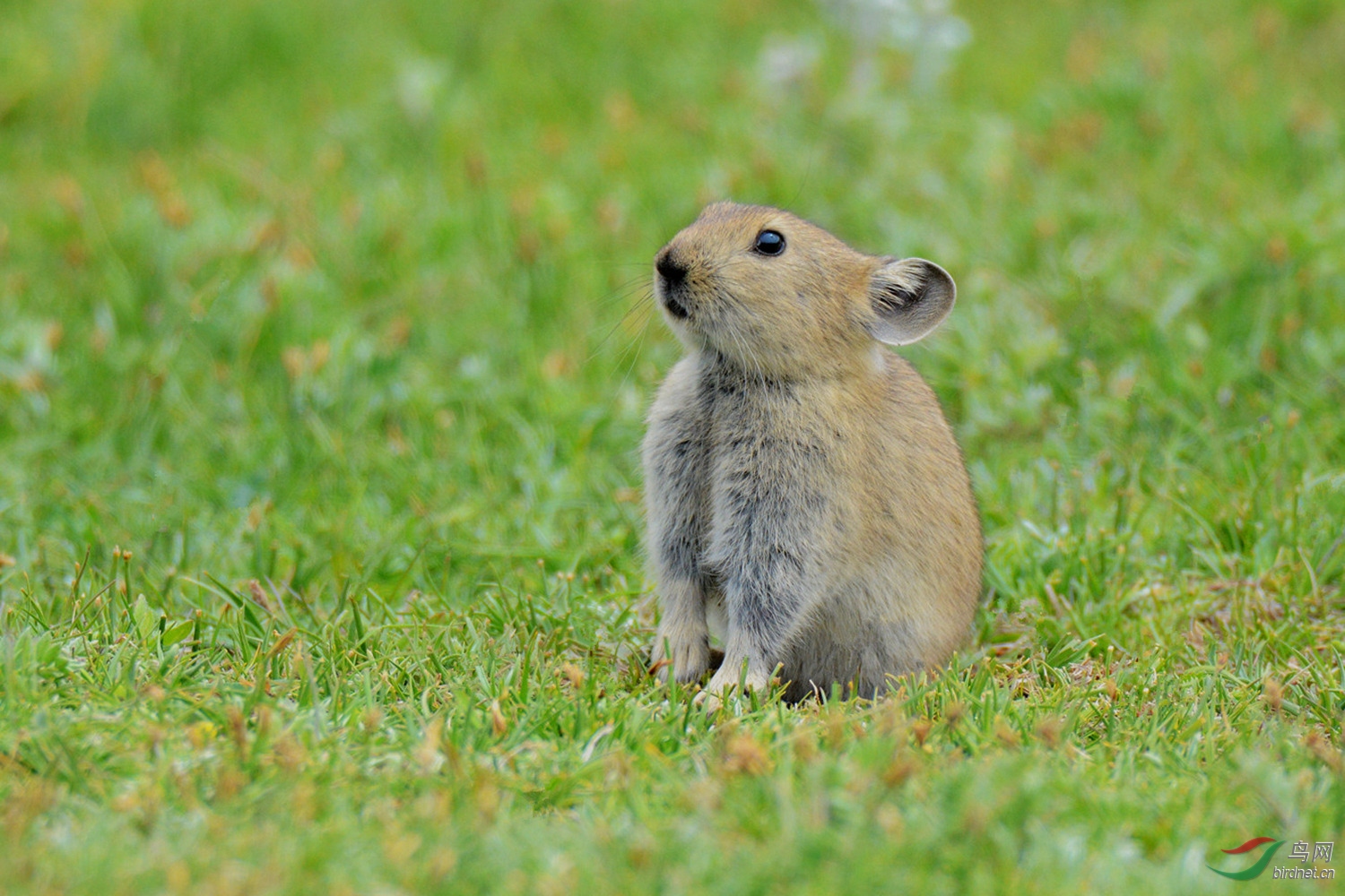 草原鼠兔