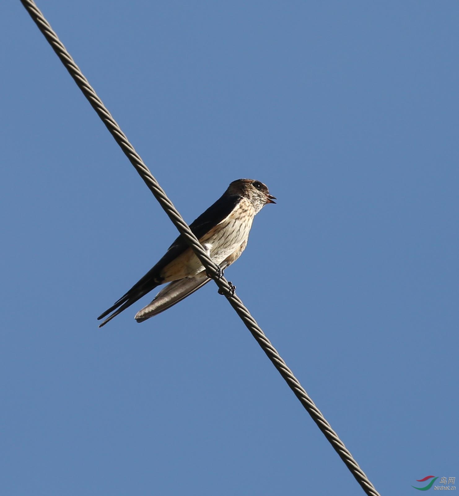浙江山区常用的2种燕子:家燕和金腰燕