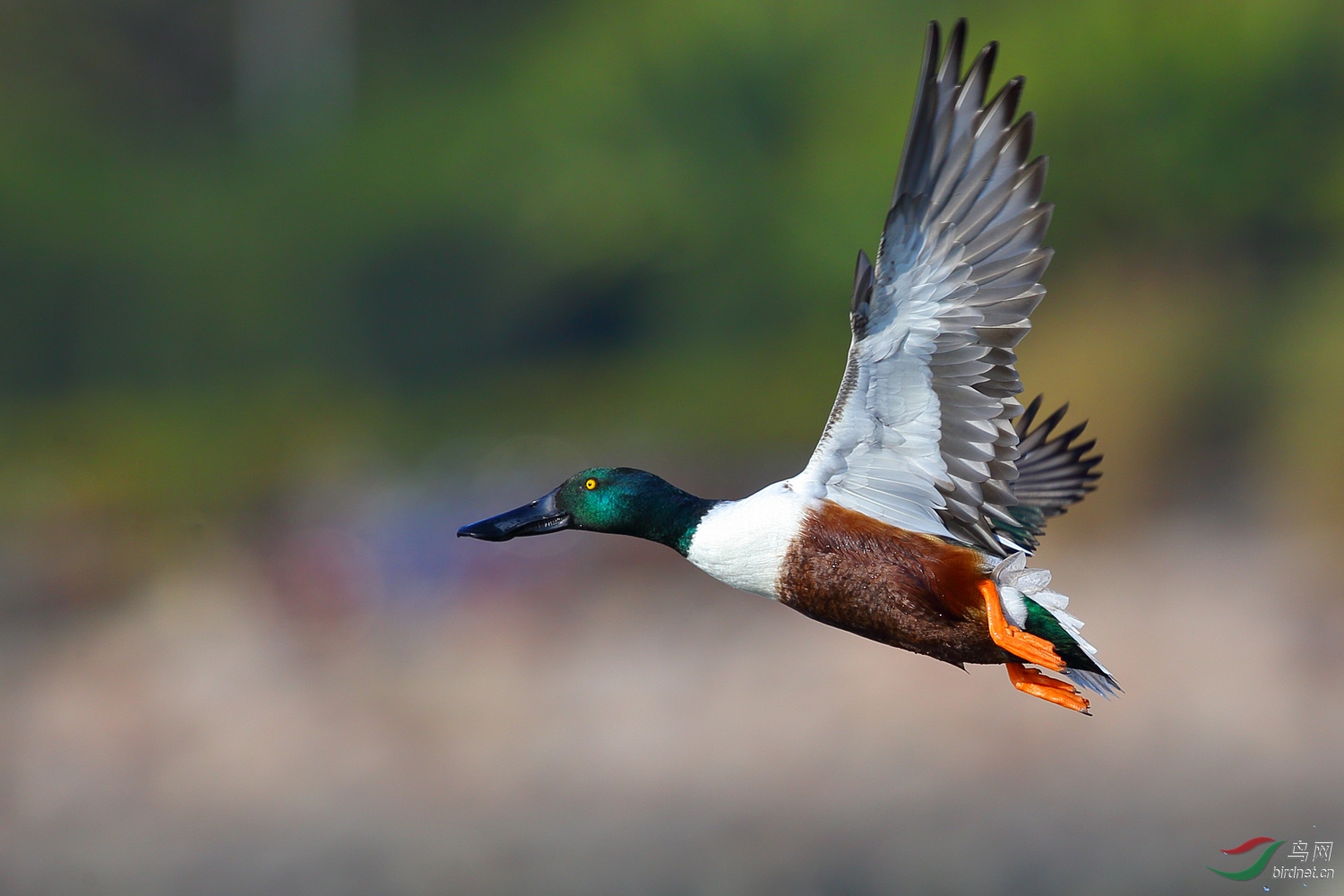 奋勇争先的琵嘴鸭gg
