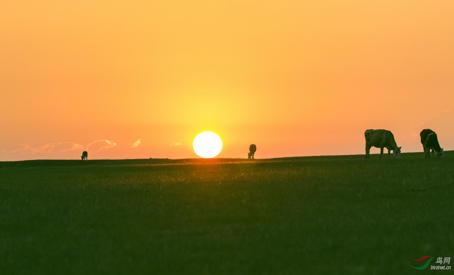 草原日出