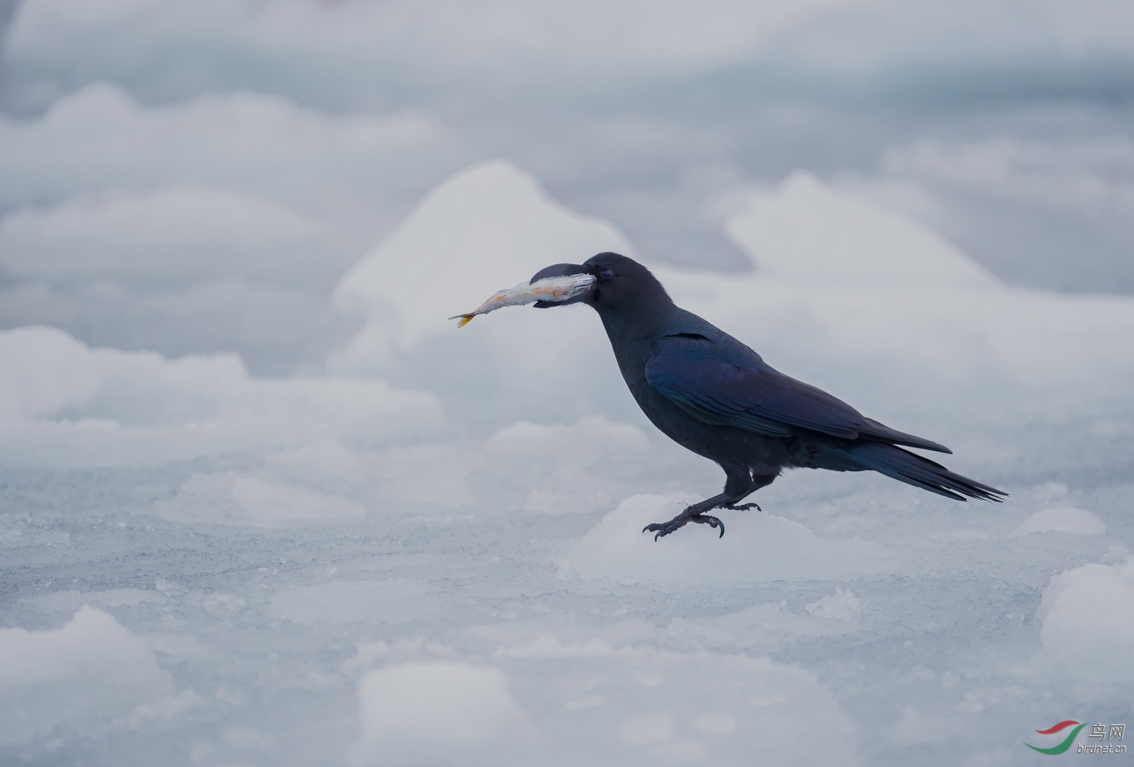 北海道浮冰上的乌鸦也吃鱼