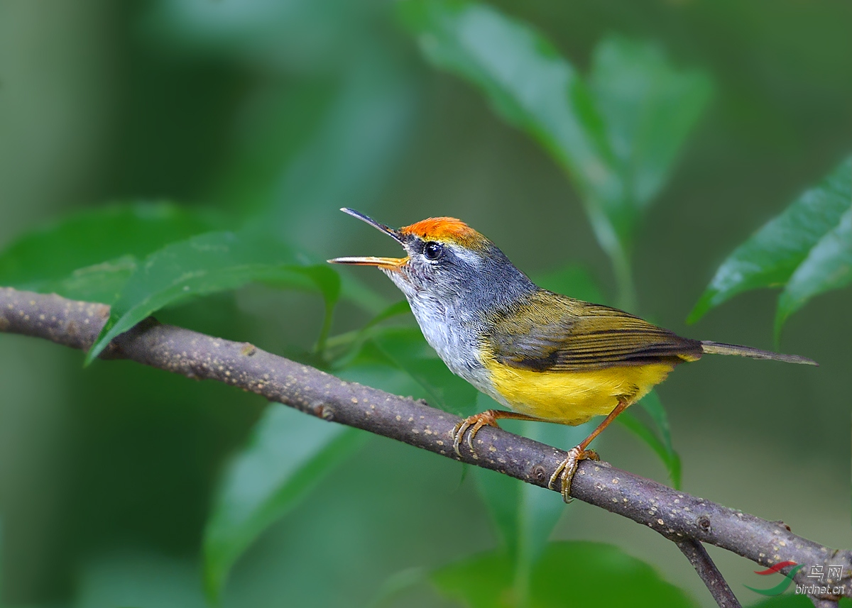 (栗头缝叶莺)金头缝叶莺(荣获首页精华)
